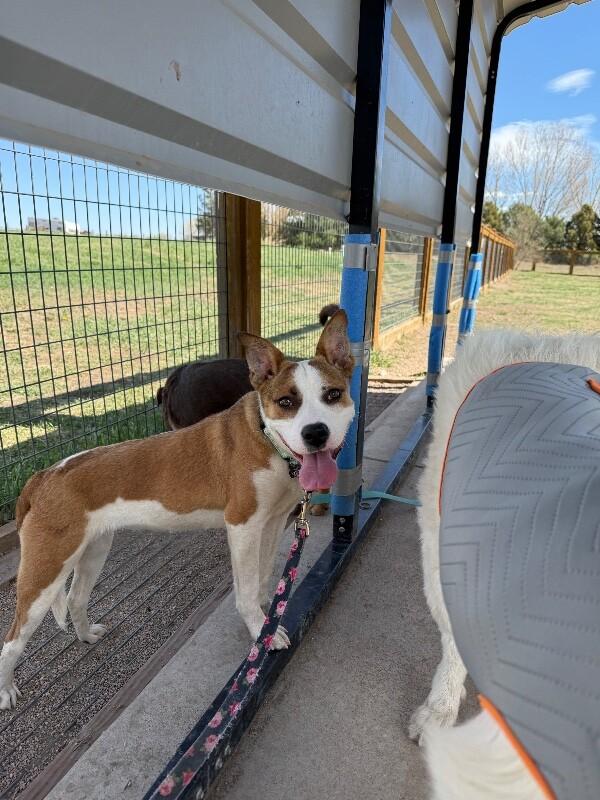 Enlarge Baylen, a Adoptable mixed breed in Westminster, CO image 5/6
