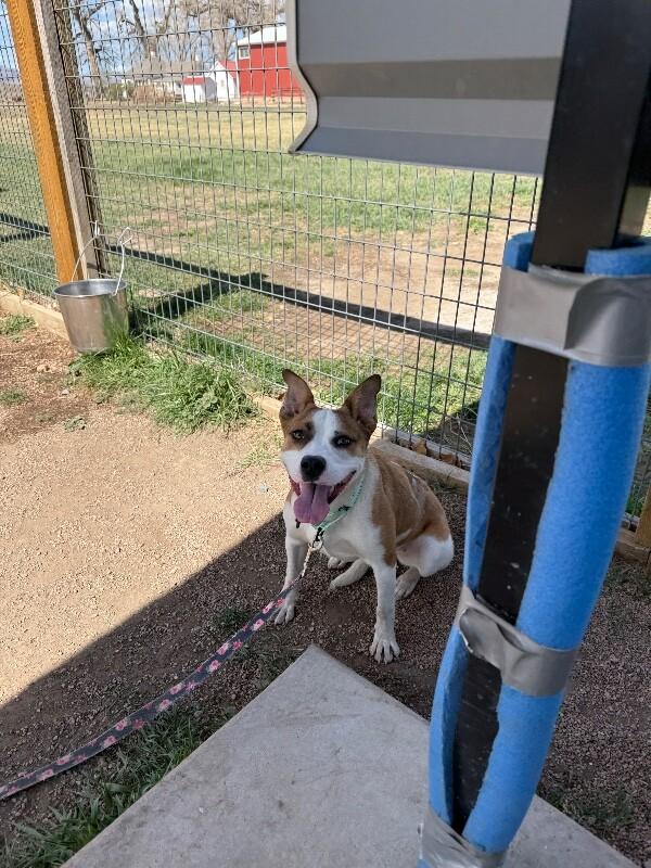 Enlarge Baylen, a Adoptable mixed breed in Westminster, CO image 6/6