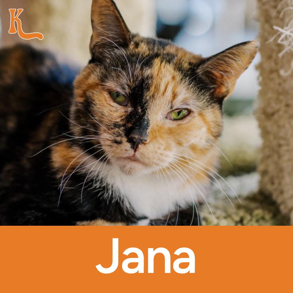 Jana, Adoptable, Adult Female Domestic Short Hair.