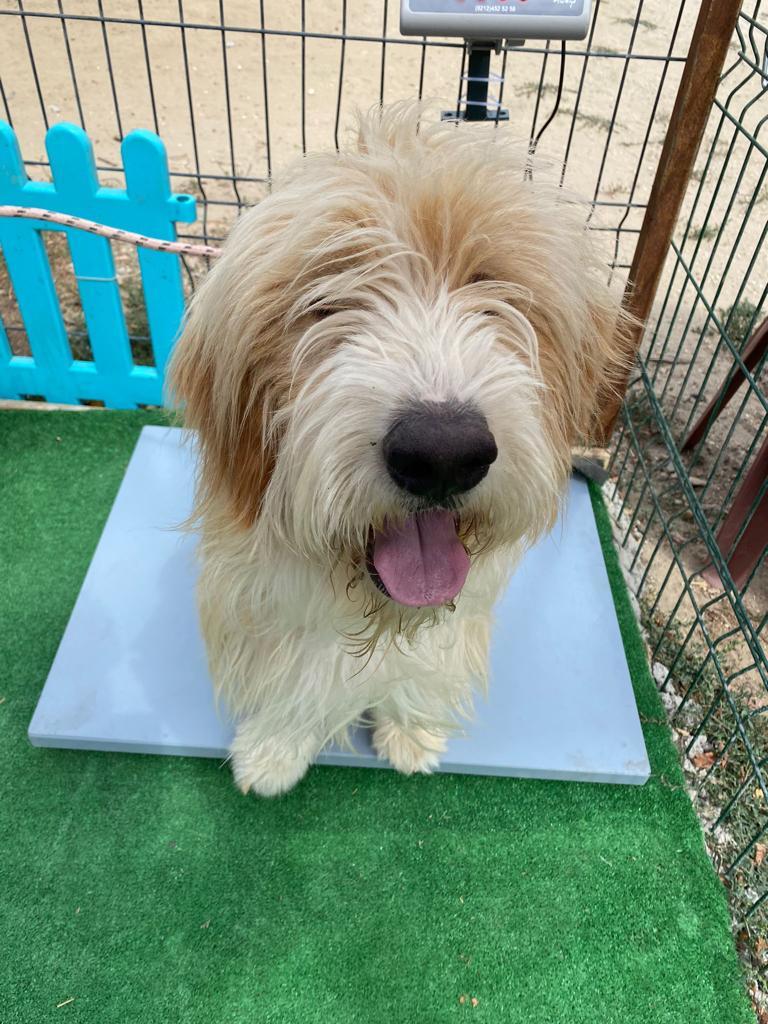 Efes, Adoptable, Young Male Labradoodle & Terrier.