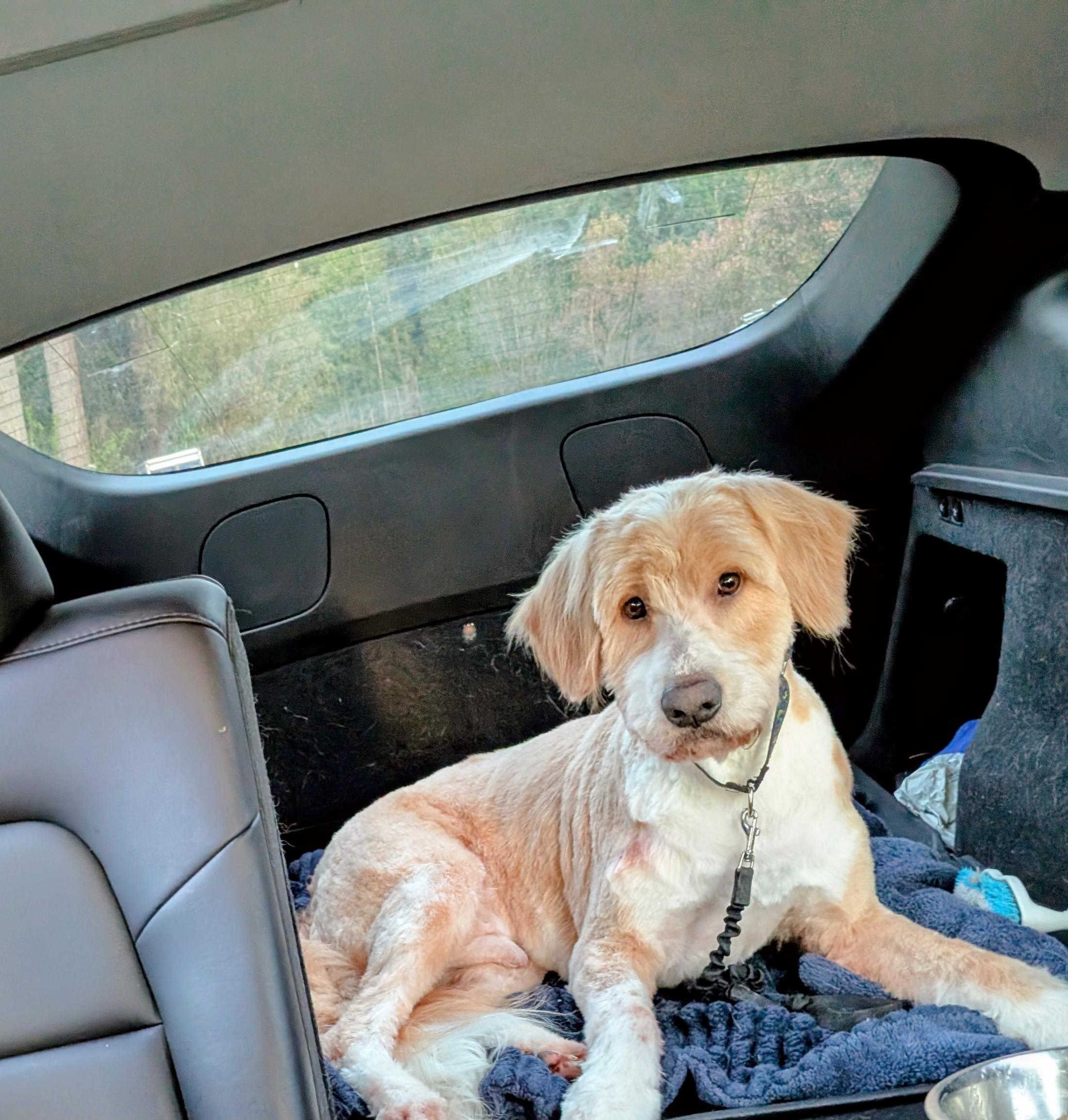 Enlarge Efes, a Adoptable mixed breed in Kirkland, WA image 2/6