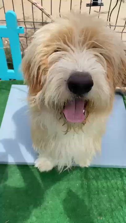 Enlarge Efes, a Adoptable mixed breed in Kirkland, WA video 6/6