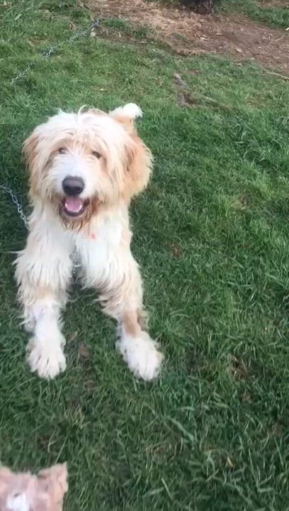 Enlarge Efes, a Adoptable mixed breed in Kirkland, WA video 5/6