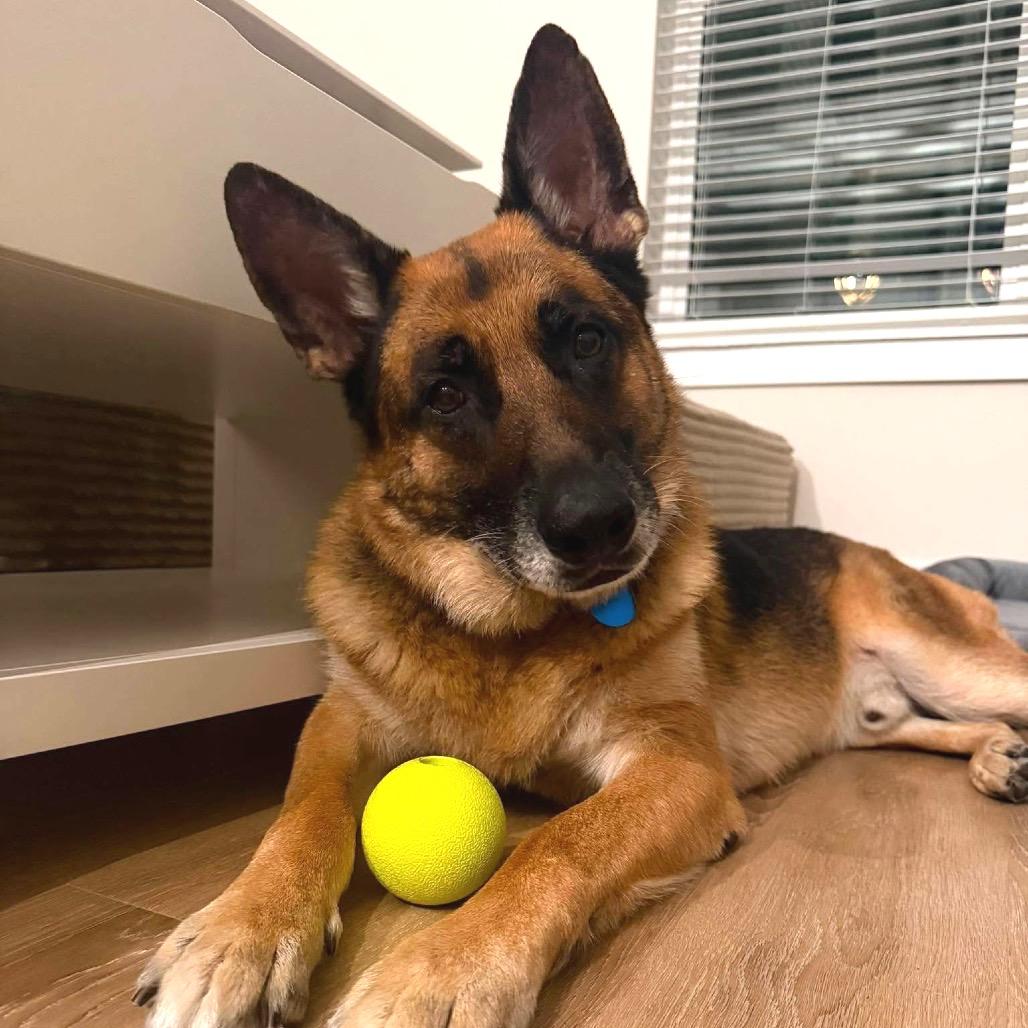 Enlarge Arthur, a Adoptable German Shepherd Dog in Tampa, FL image 6/6