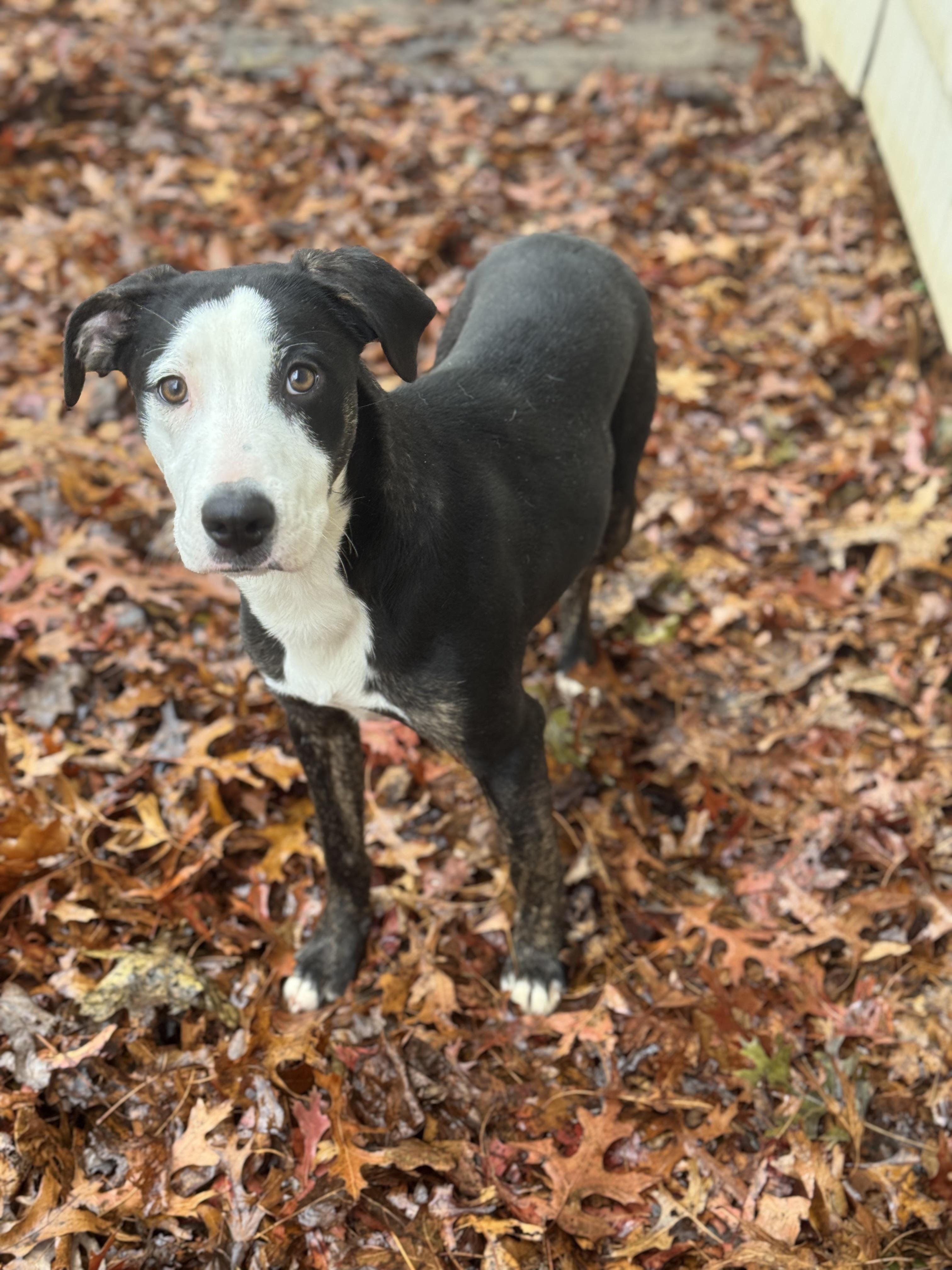 Samantha, Adoptable, Young Female Mixed Breed.