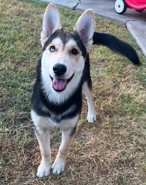REAH, Adoptable, Young Female German Shepherd Dog & Siberian Husky.