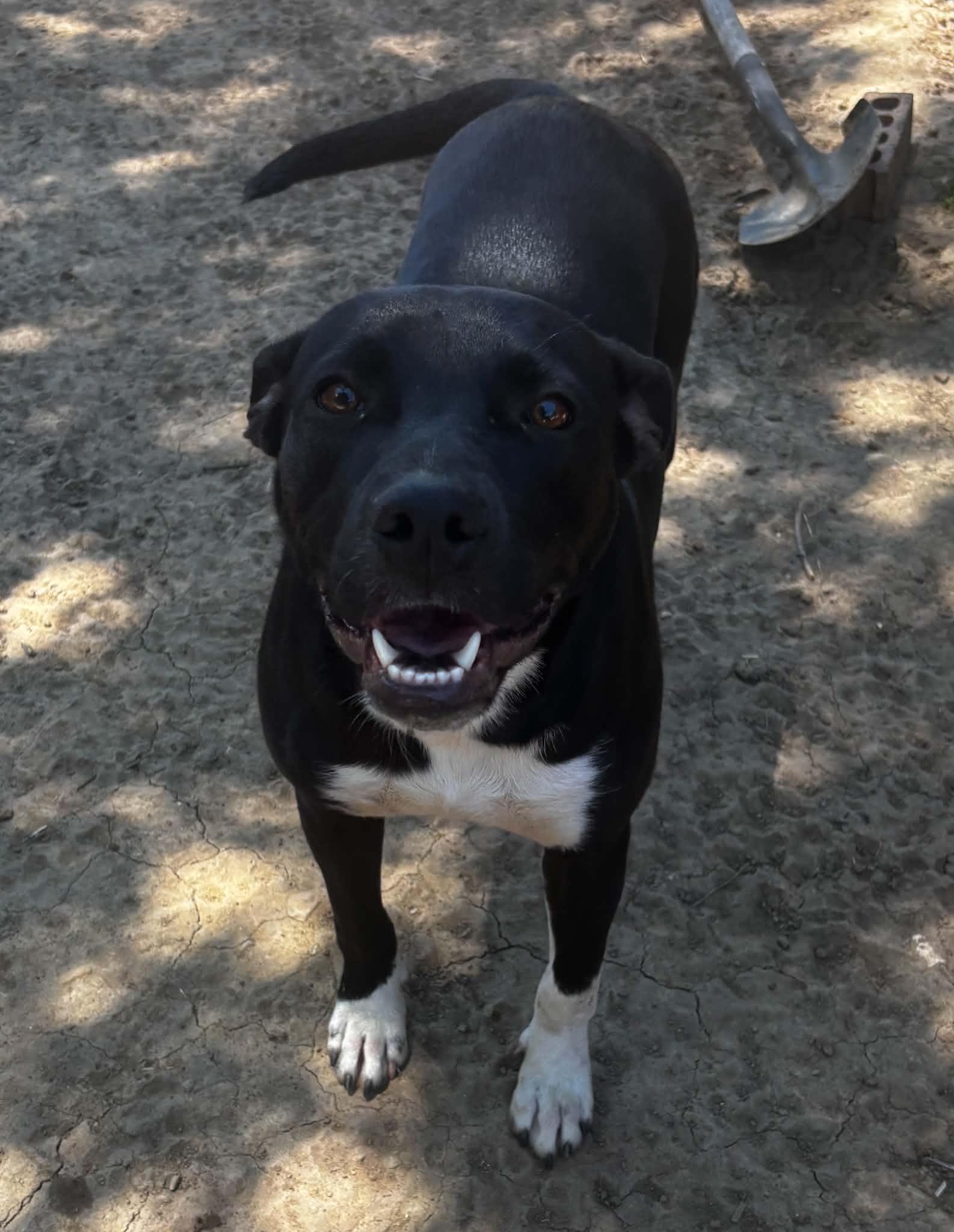 Betty, a ADOPTABLE mixed breed in Okemah, OK image 2/4