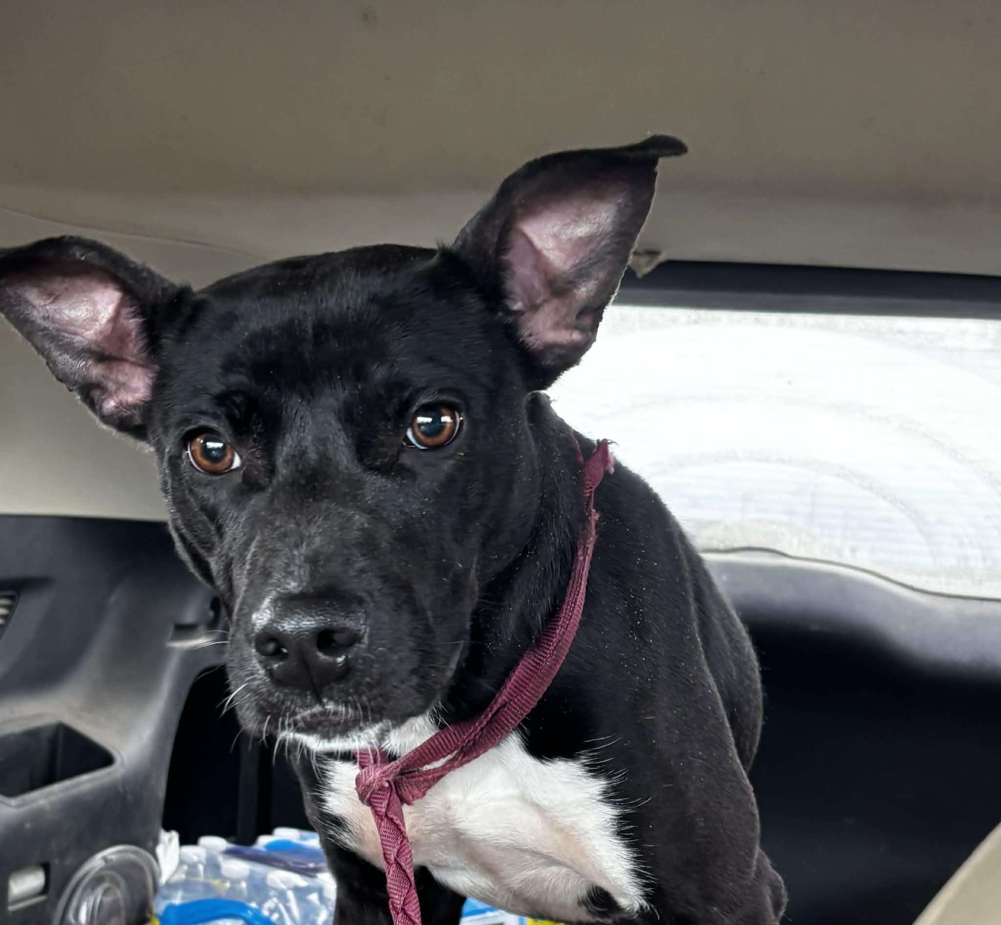 Betty, a ADOPTABLE mixed breed in Okemah, OK image 3/4