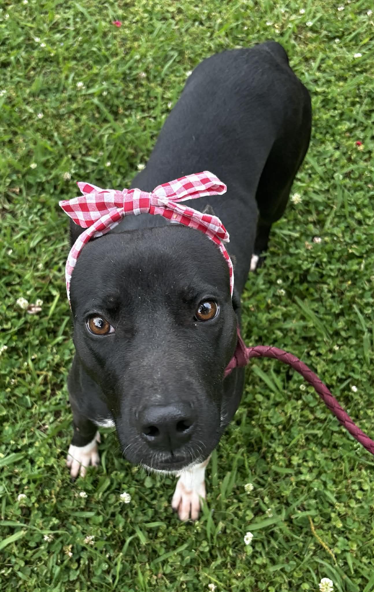 Betty, a ADOPTABLE mixed breed in Okemah, OK image 4/4