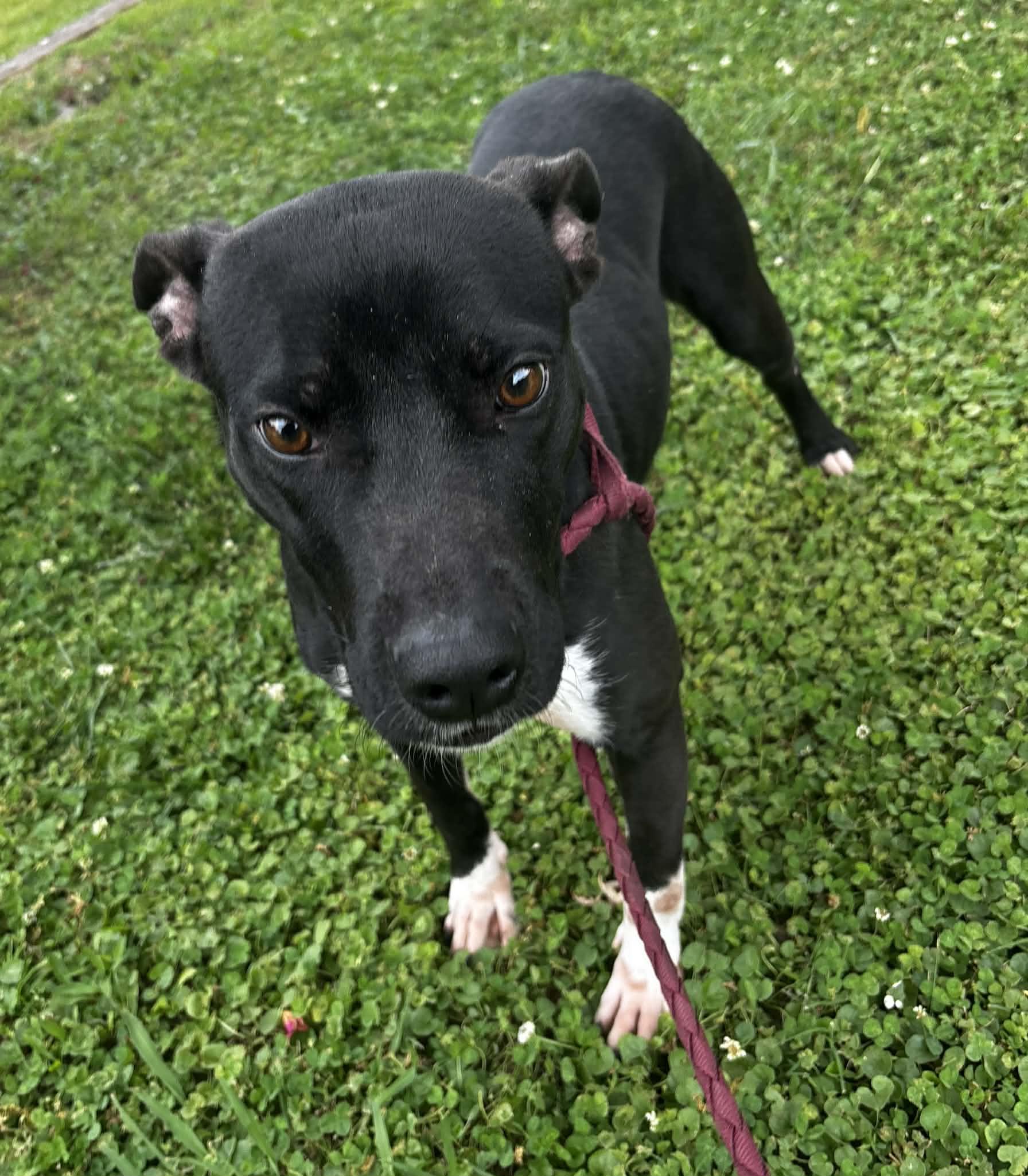 Betty, ADOPTABLE, Young Female Pit Bull Terrier.