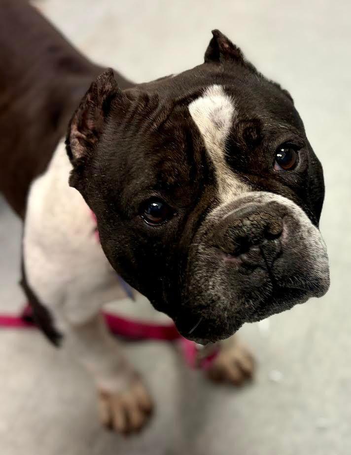 Enlarge Fiona, a Adoptable mixed breed in Sayreville, NJ image 1/3