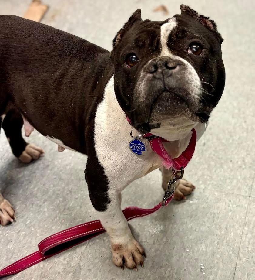 Enlarge Fiona, a Adoptable mixed breed in Sayreville, NJ image 3/3