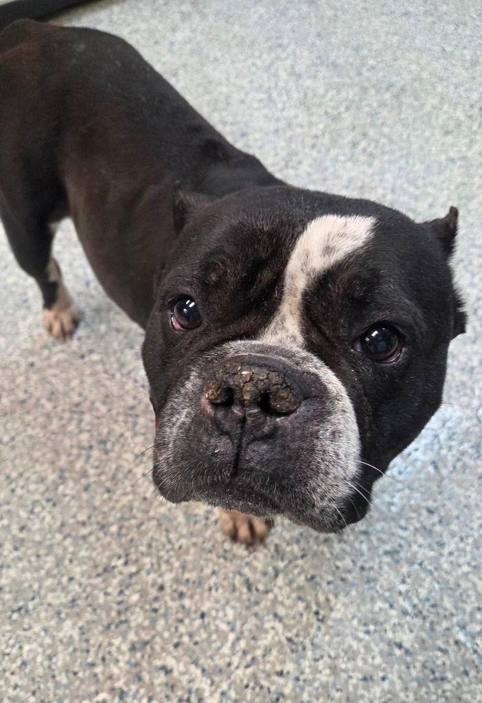 Enlarge Fiona, a Adoptable mixed breed in Sayreville, NJ image 1/1