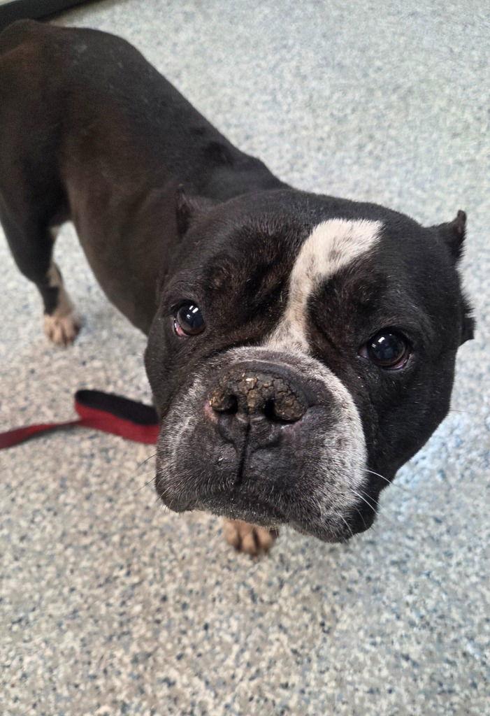 Fiona, Adoptable, Adult Female Boston Terrier & English Bulldog.
