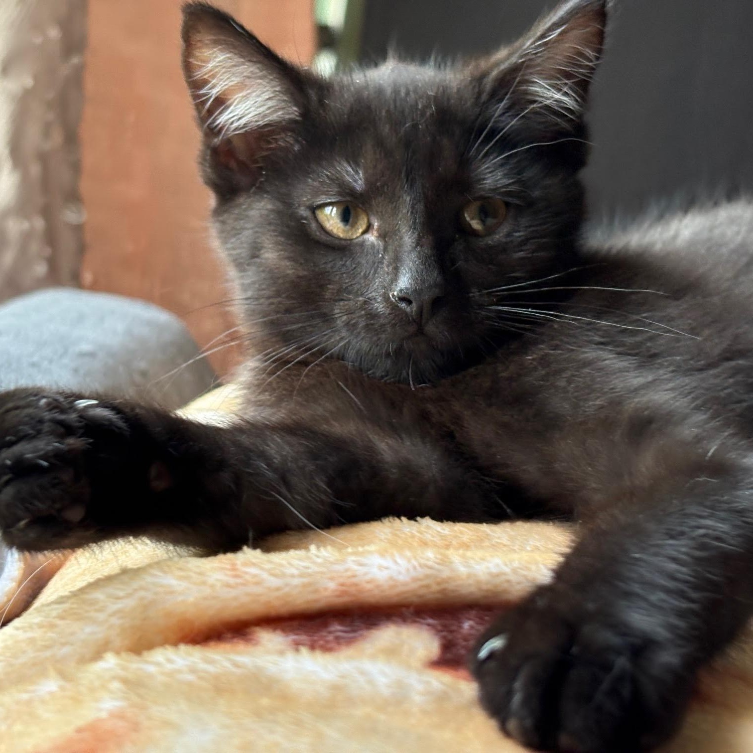 *MINNOW, Baby Female Domestic Short Hair