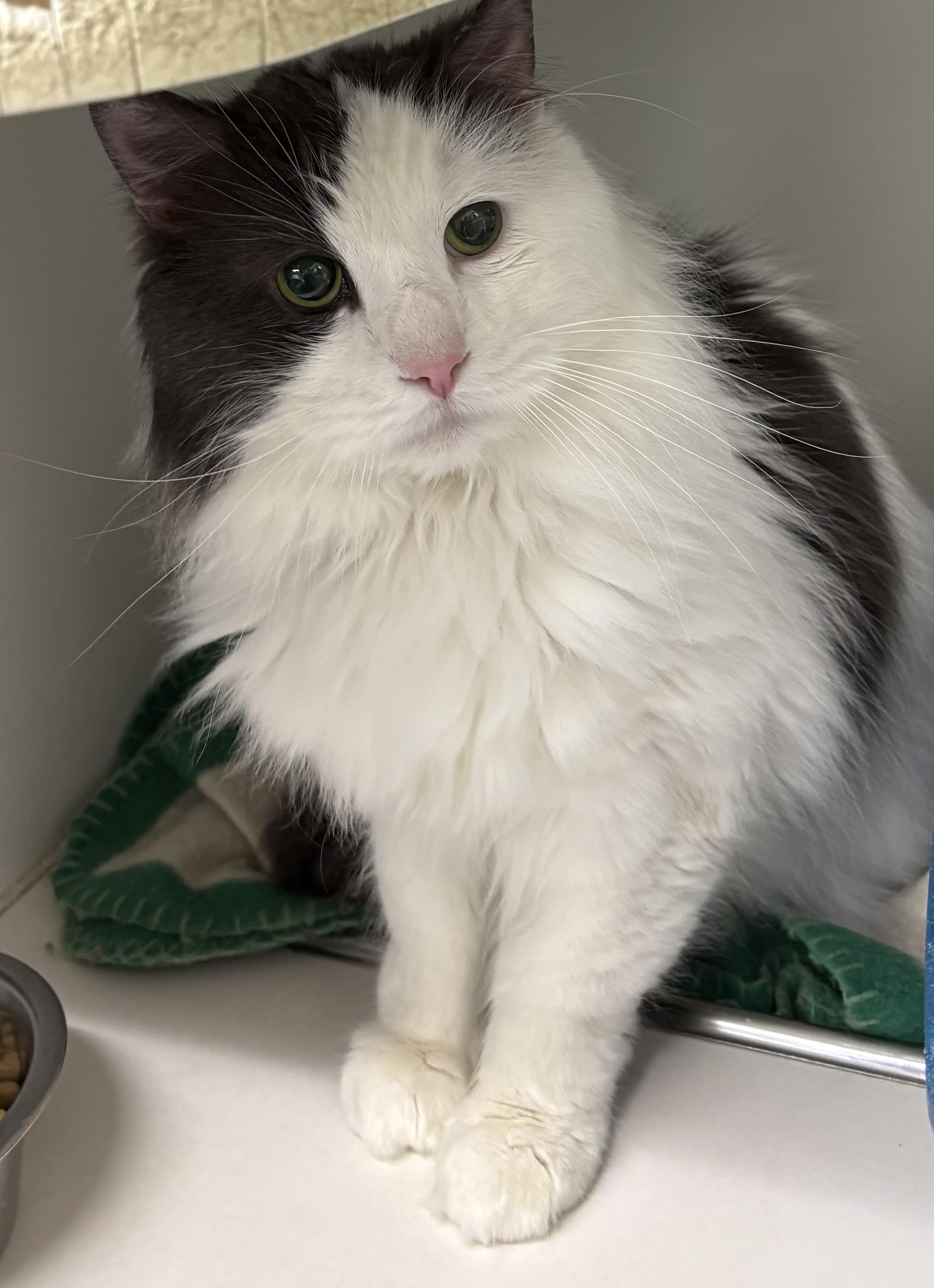 Enlarge Gizmo, a ADOPTABLE Domestic Long Hair in Mansfield, CT image 2/4