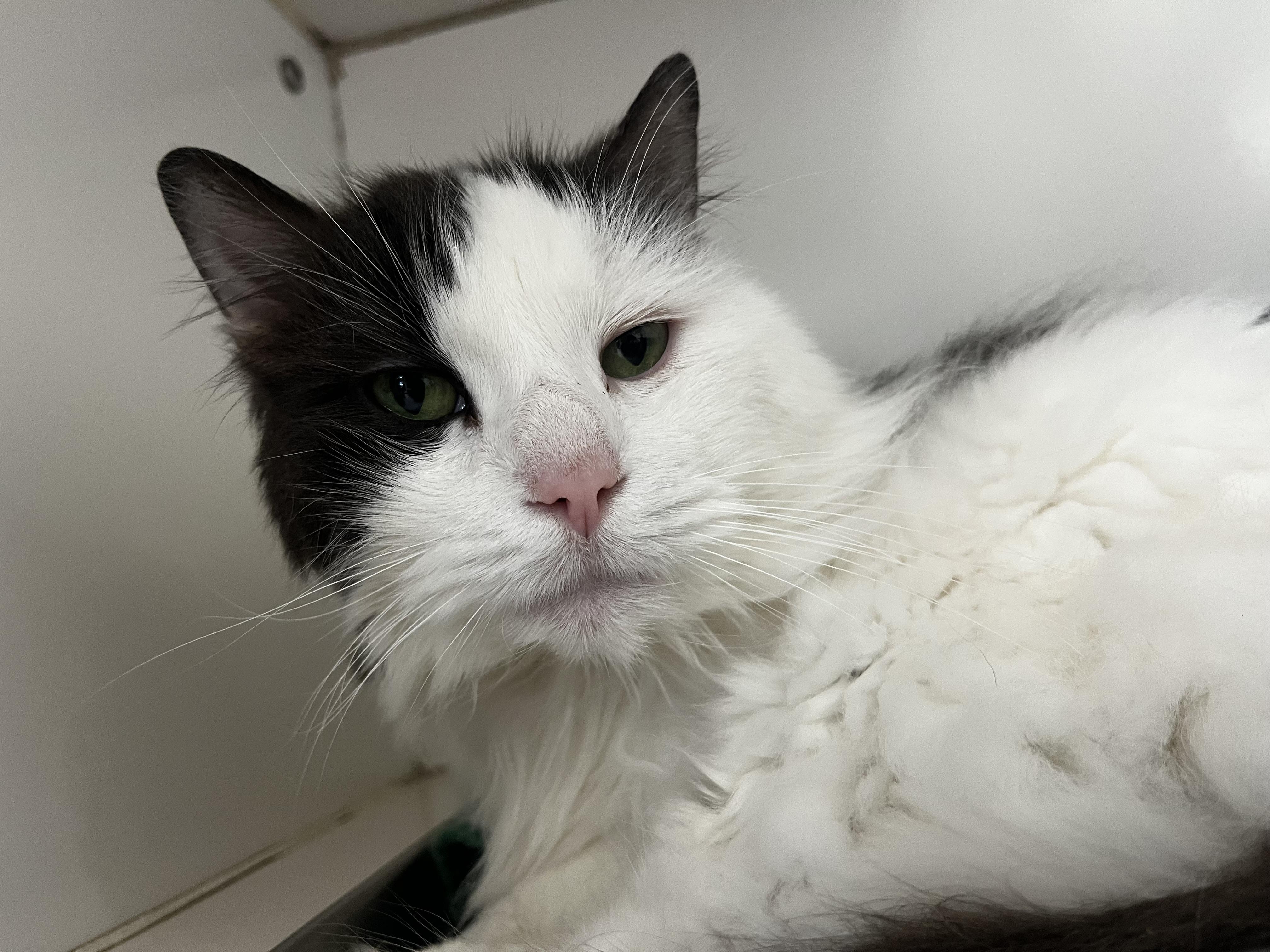 Enlarge Gizmo, a ADOPTABLE Domestic Long Hair in Mansfield, CT image 3/4