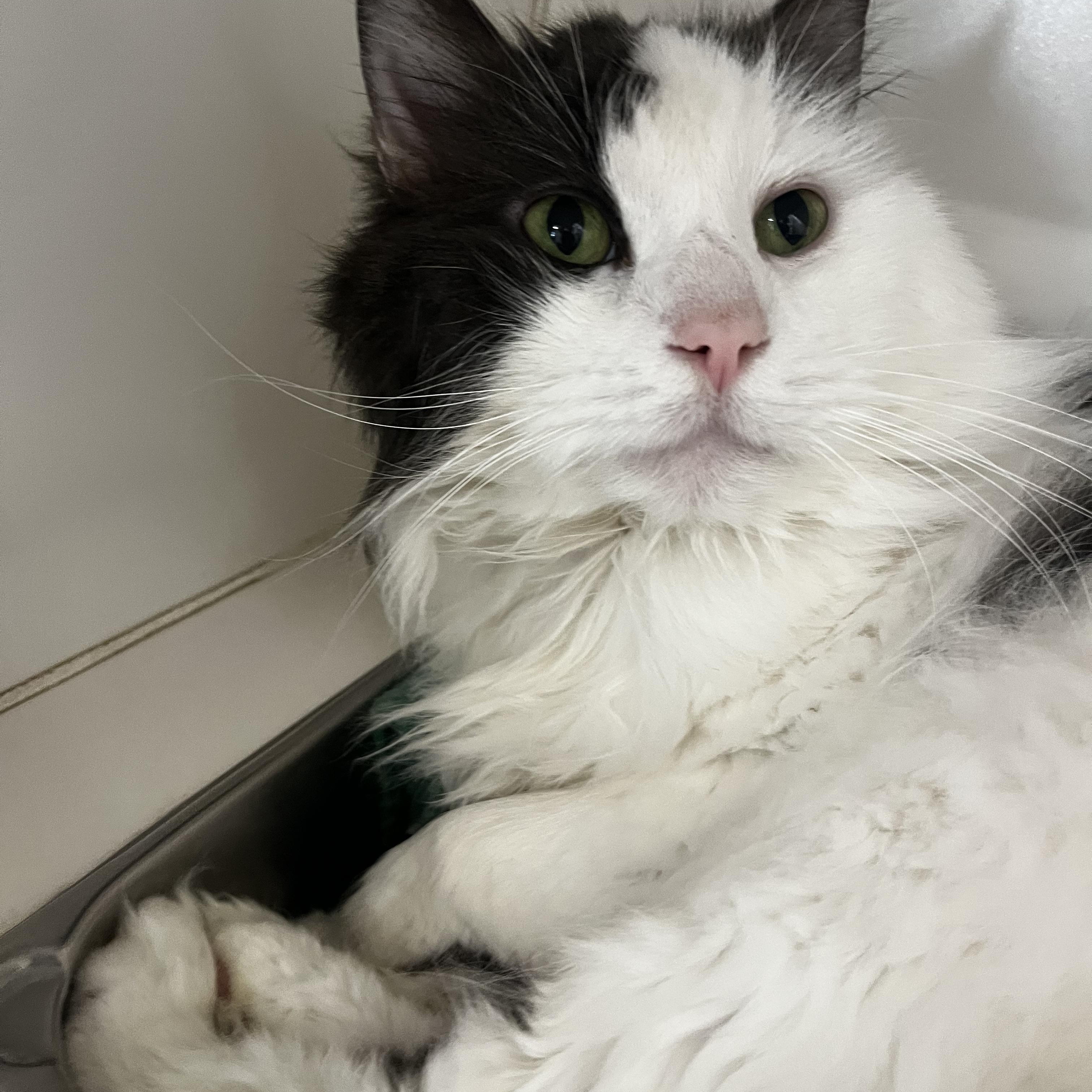 Enlarge Gizmo, a ADOPTABLE Domestic Long Hair in Mansfield, CT image 4/4