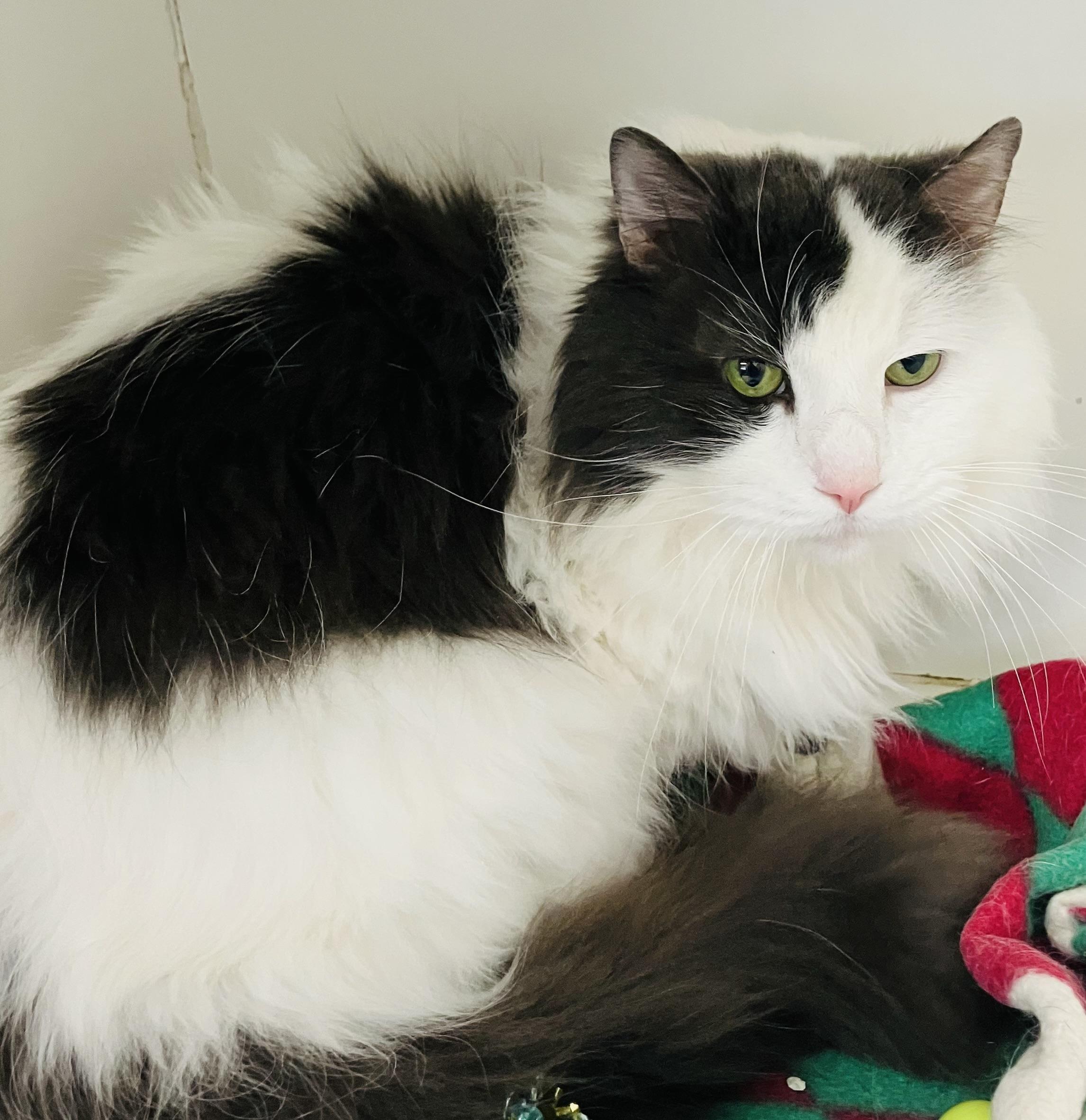 Gizmo, ADOPTABLE, Adult Male Domestic Long Hair.