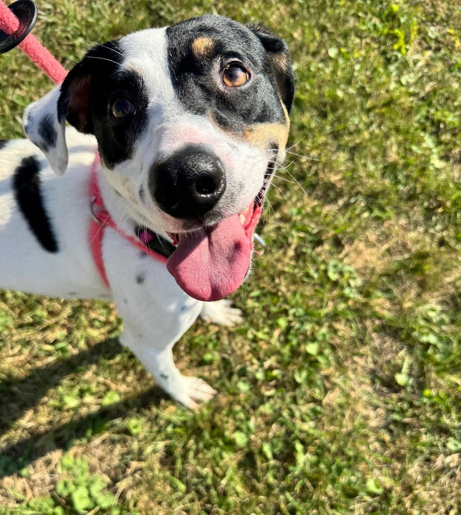 MJ, Adopted, Young Female Hound.