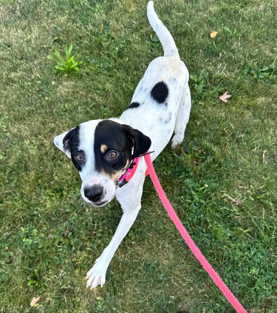 MJ, a Adopted mixed breed in Liverpool, NY image 2/4