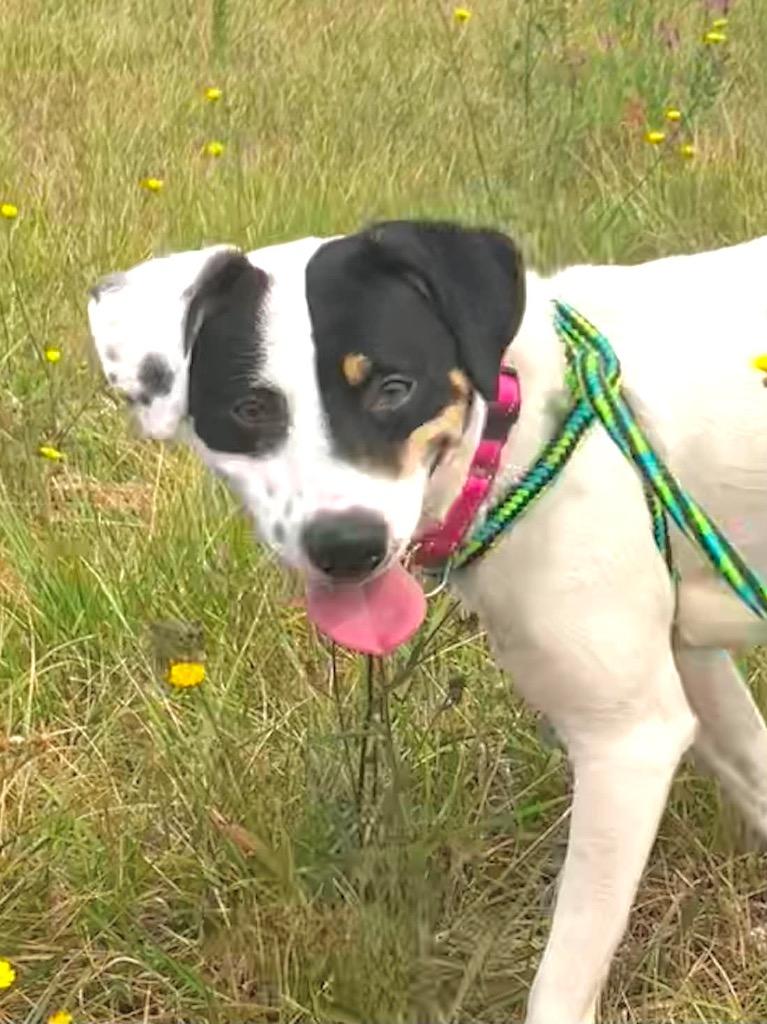 MJ, a Adopted mixed breed in Liverpool, NY image 3/4