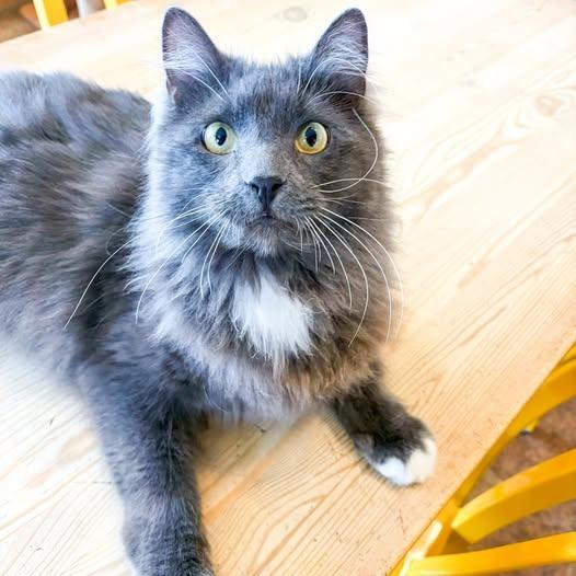 Cid, Adoptable, Adult Male Domestic Long Hair.