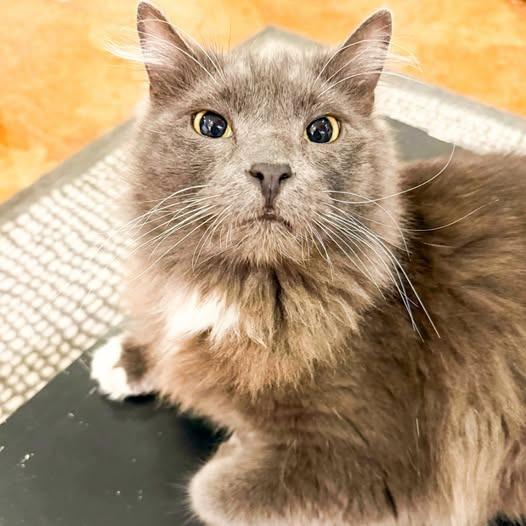 Enlarge Cid, a Adoptable mixed breed in St. Louis, MO image 2/6