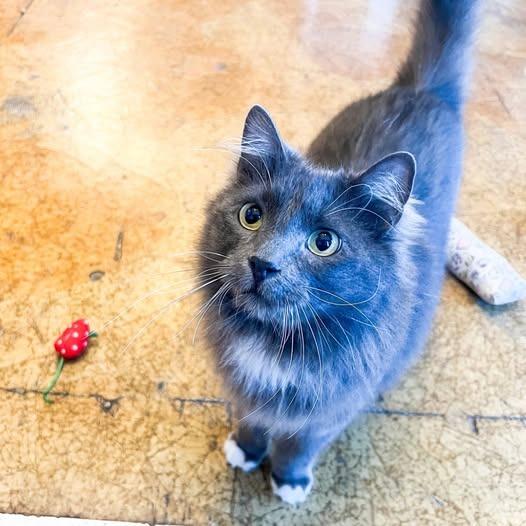 Enlarge Cid, a Adoptable mixed breed in St. Louis, MO image 3/6