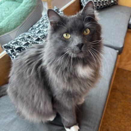 Enlarge Cid, a Adoptable mixed breed in St. Louis, MO image 4/6