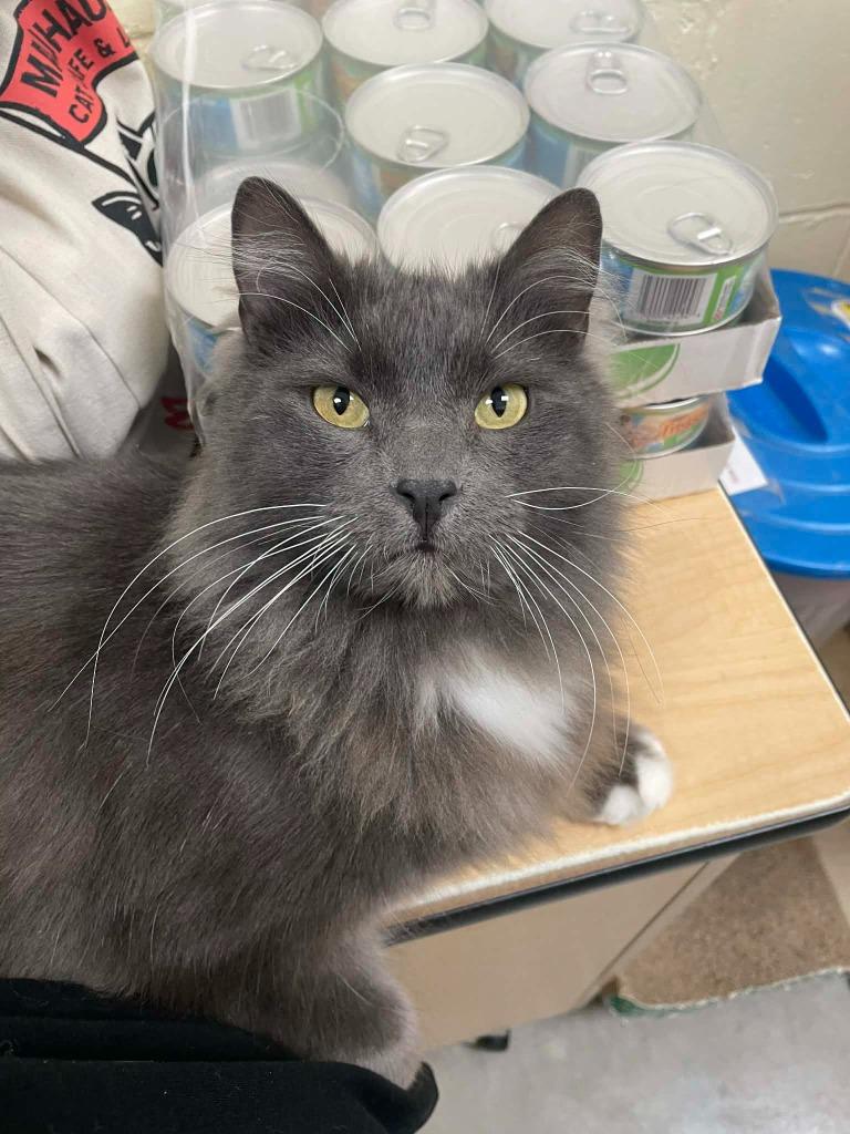 Enlarge Cid, a Adoptable mixed breed in St. Louis, MO image 5/6