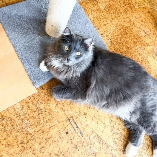 Enlarge Cid, a Adoptable mixed breed in St. Louis, MO image 6/6