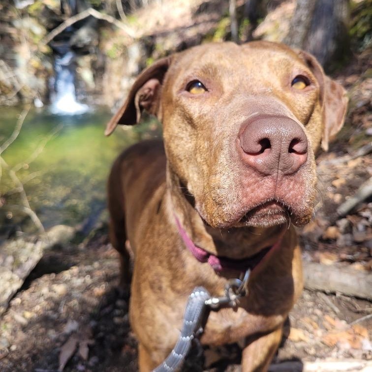 Enlarge FELICITY, a Adoptable mixed breed in Cranston, RI image 6/6