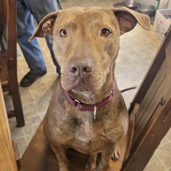 Enlarge FELICITY, a Adoptable mixed breed in Cranston, RI image 1/6