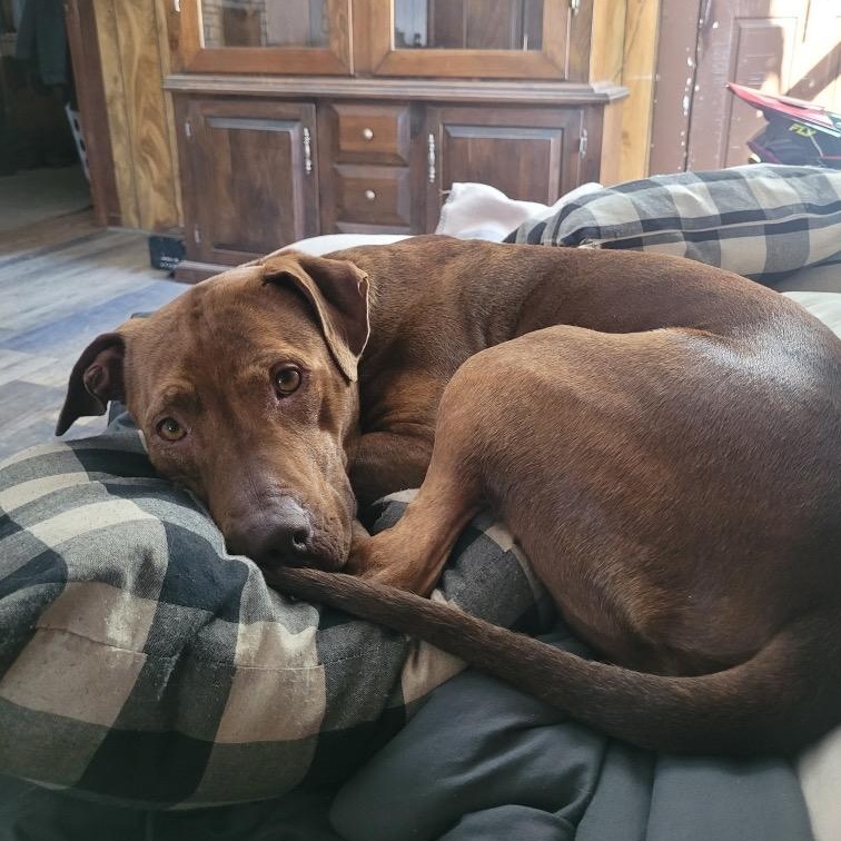 Enlarge FELICITY, a Adoptable mixed breed in Cranston, RI image 4/6