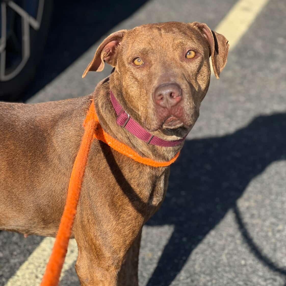 Enlarge FELICITY, a Adoptable mixed breed in Cranston, RI image 1/2