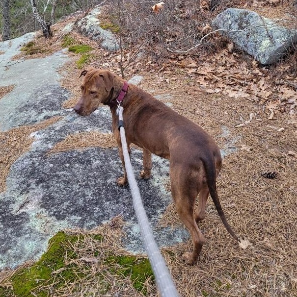 Enlarge FELICITY, a Adoptable mixed breed in Cranston, RI image 5/6