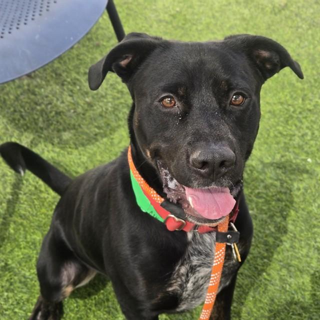 Enlarge MOONLIGHT, a Adoptable mixed breed in Phoenix, AZ image 1/1