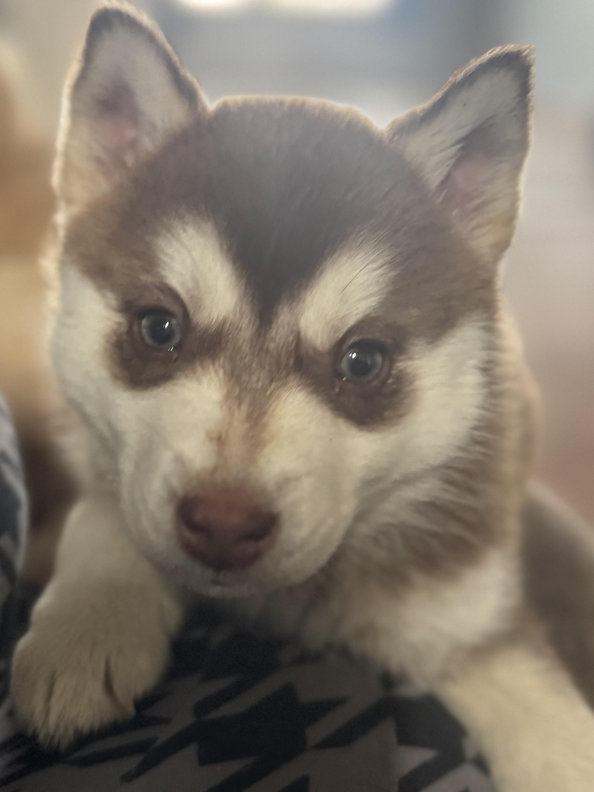 Enlarge Balto, a ADOPTABLE Husky in Arlington, TX image 2/4