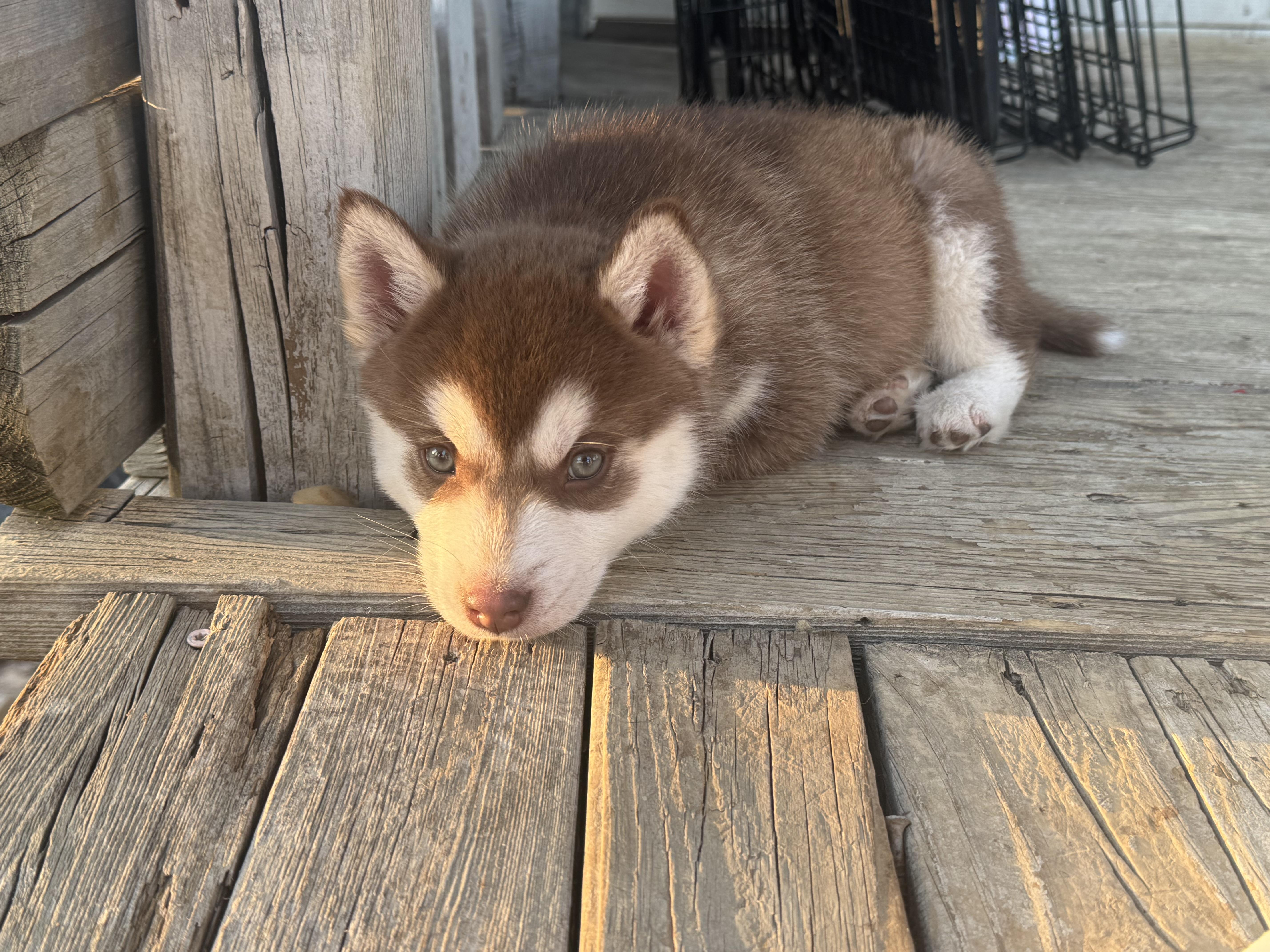 Enlarge Balto, a ADOPTABLE Husky in Arlington, TX image 1/4