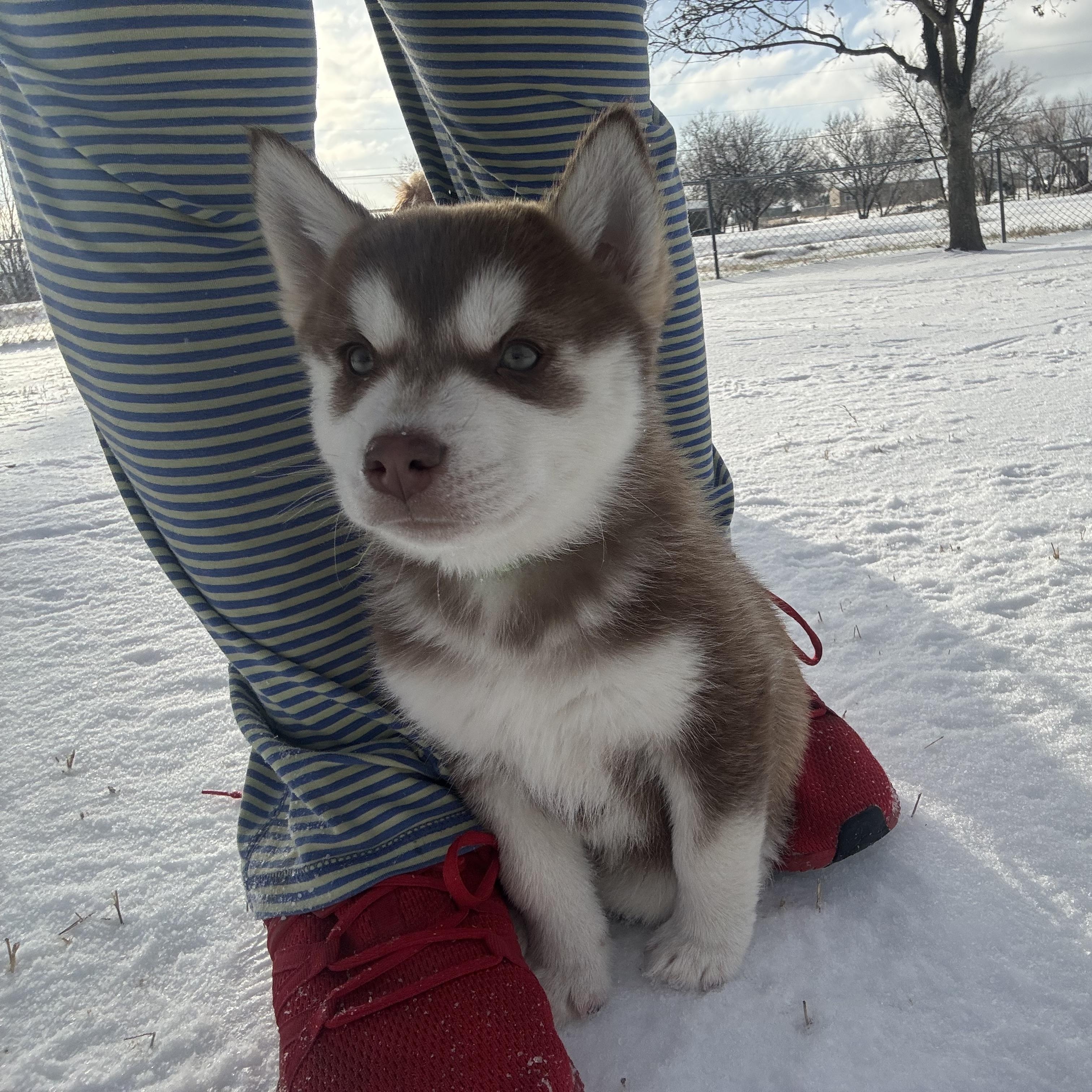 Enlarge Balto, a ADOPTABLE Husky in Arlington, TX image 4/4