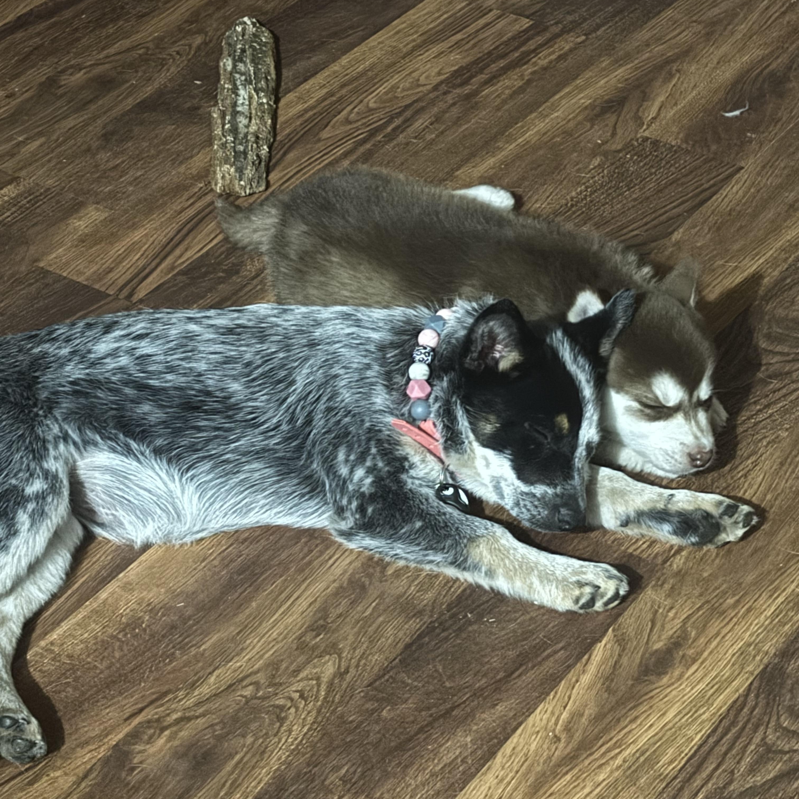 Enlarge Balto, a ADOPTABLE Husky in Arlington, TX image 3/4