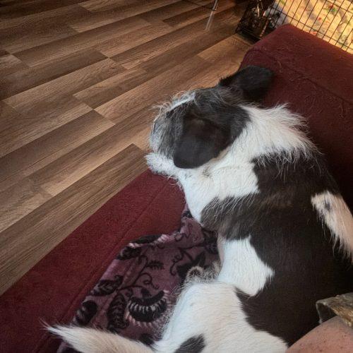 Ana, Adoptable, Young Female Shih Tzu & Mixed Breed.