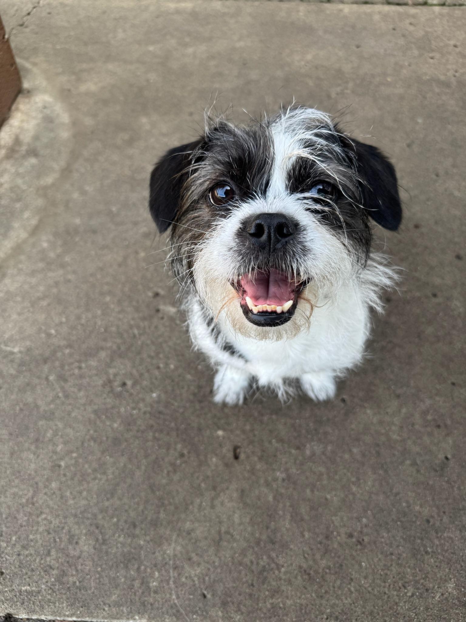 Enlarge Ana, a Adoptable mixed breed in Vancouver, WA image 3/5