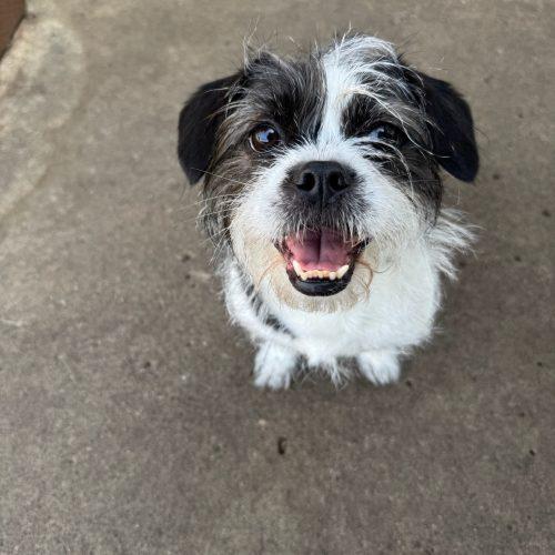 Enlarge Ana, a Adoptable mixed breed in Vancouver, WA image 5/5