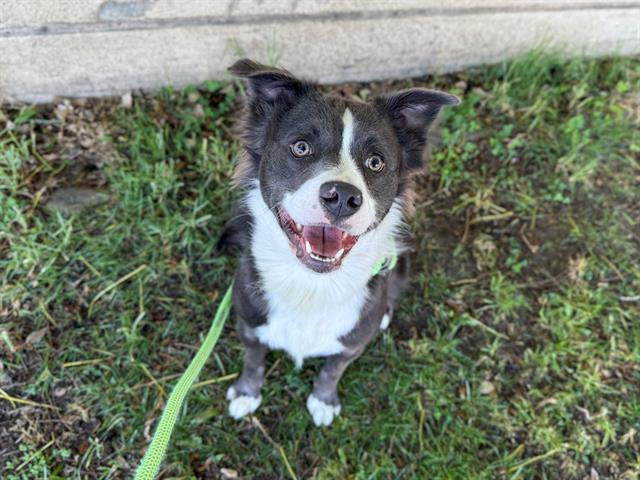 ISO, Adoptable, Young Male Border Collie & Mixed Breed.