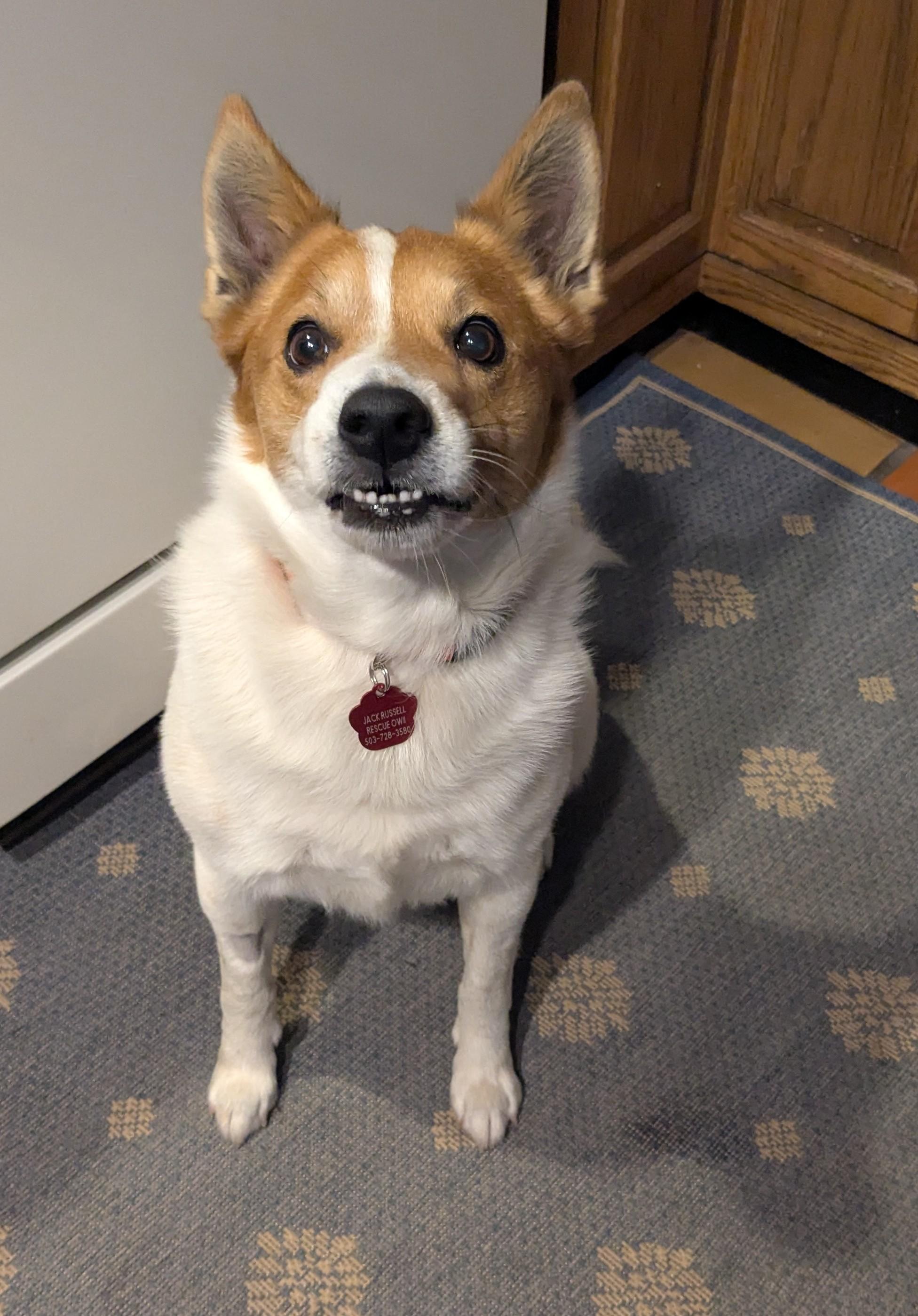 Leo, a Adoptable mixed breed in Moses Lake, WA image 4/6
