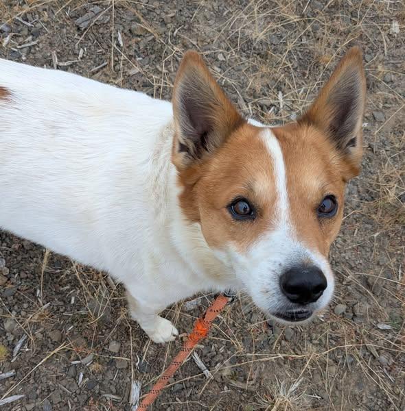 Leo, a Adoptable mixed breed in Moses Lake, WA image 5/6