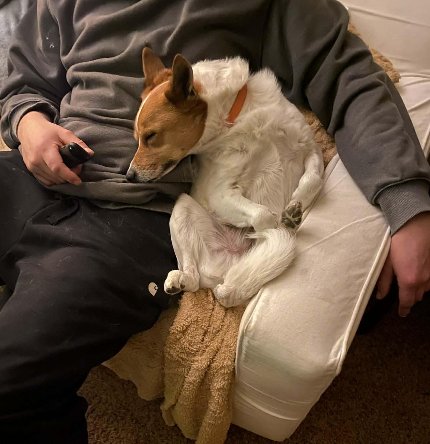 Enlarge Leo, a Adoptable mixed breed in Moses Lake, WA image 2/6