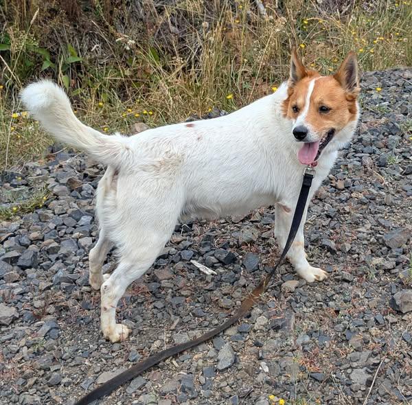 Leo, a Adoptable mixed breed in Moses Lake, WA image 3/6